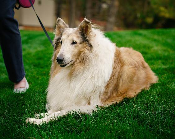 JUDYHOWARDEVANSANDTHEPUPS-12