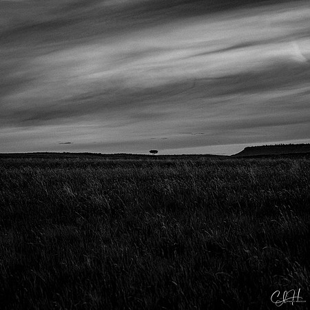 Lone Tree Kingdom. Billings, Montana. 2022