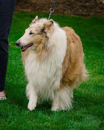 JUDYHOWARDEVANSANDTHEPUPS-15