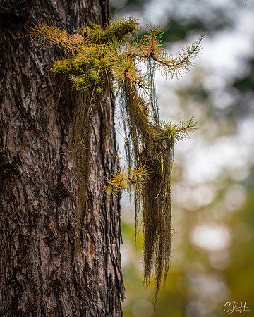 Old Man's Beard. Missoula, Montana. 2022