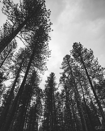 Brooding Giants. Missoula, Montana. 2022