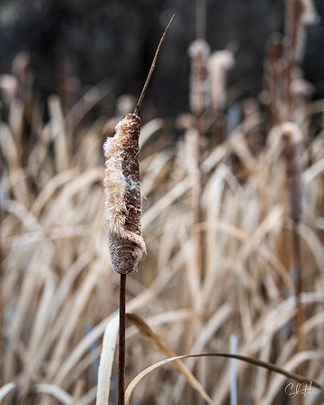 Cattail with a Story to Tell. Billings, Montana. 2022