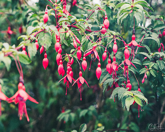 Oh the Great Days of Fuchsia. Cork, Ireland. 2019