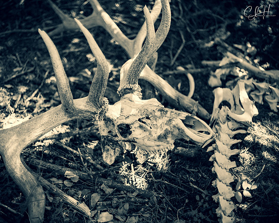 Ashes to Ashes. Yellowstone National Park. 2021