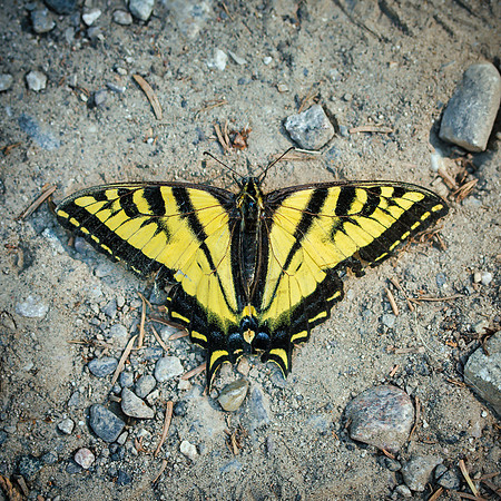 Butterfly at Rest. Bozeman, Montana. 2022