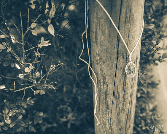 Still Hangin' On. Killarney, Ireland. 2019