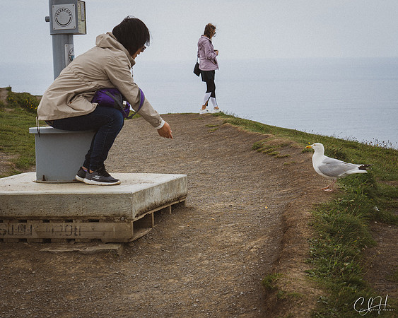 How to Win Friends and Influence Seagulls. Cliffs of Moher, Ireland. 2019