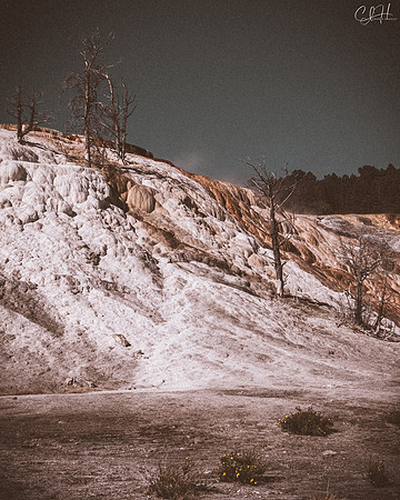 Trees Along the Terrace. Mammoth Hot Springs, Yellowstone National Park. 2020
