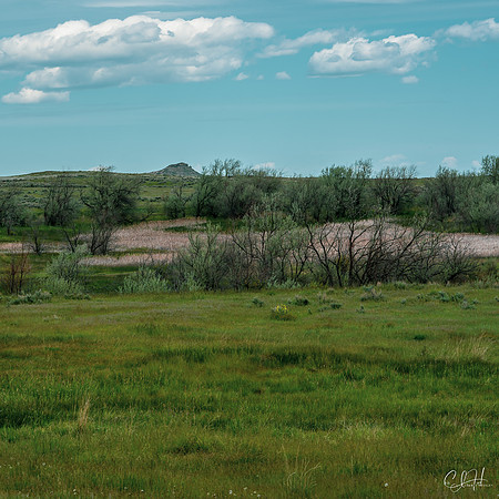 Dog Days are Over. Billings, Montana. 2022