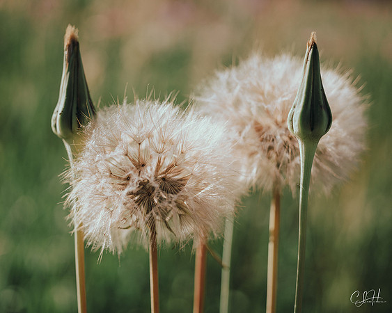 Western Salsify in Hyalite. Bozeman, Montana. 2022