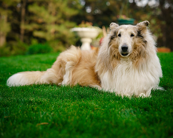 JUDYHOWARDEVANSANDTHEPUPS-05