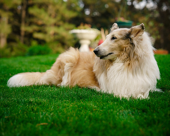 JUDYHOWARDEVANSANDTHEPUPS-06