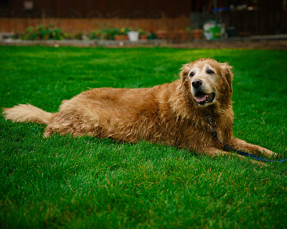 JUDYHOWARDEVANSANDTHEPUPS-14